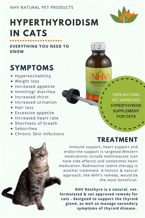 Hyperthyroidism In Cats Symptoms - Cats Family