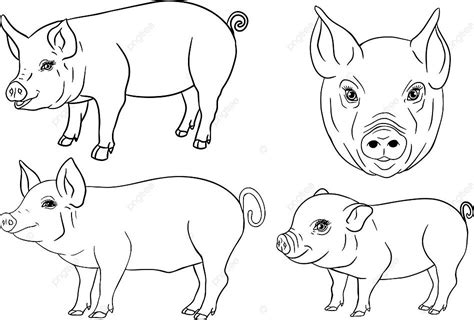 Realistic Piglet Head Clip Art For Label Print And Design Vector, Isolated, Engraved, Bacon PNG ...