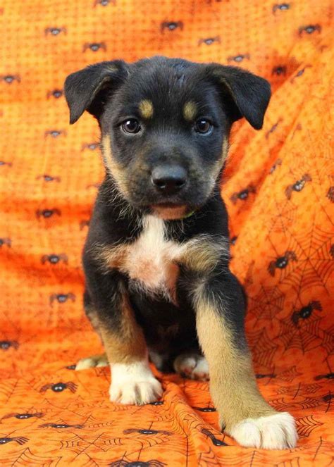 Australian Shepherd Rottweiler Mix Puppies For Sale | PETSIDI