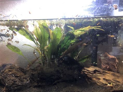 10 gallon stocking ideas? : r/Aquariums