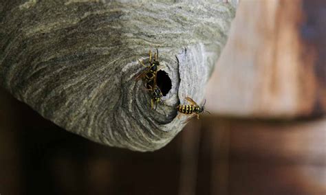 How To Get Rid Of Wasps Home Remedies?