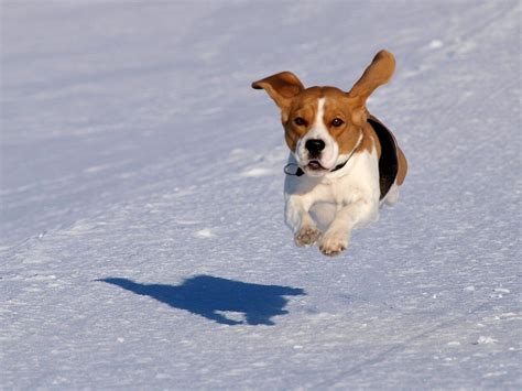 Super-Beagle flying! | Don´t worry - Super-Beagle Emma comes… | Flickr