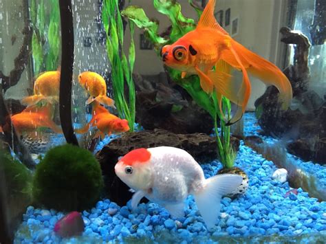 Pet Zone Tropical Fish - Pet Stores - San Diego, CA, United States - Yelp