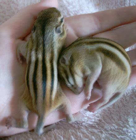 baby-chipmunk-pics | Baby Animal Zoo