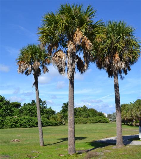 Top 96+ Pictures Pictures Of Palm Trees In Florida Updated