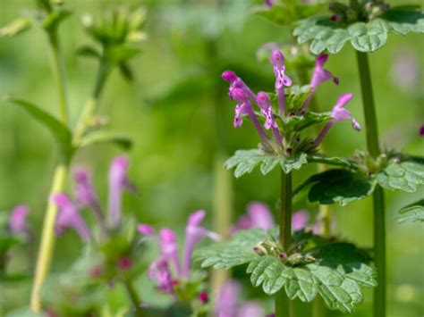 All About Henbit - Minneopa Orchards