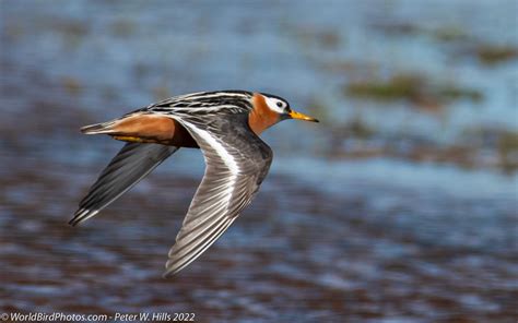 Phalarope Red (Phalaropus fulicarius) female summer in flight - Arctic ...