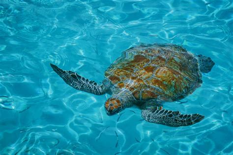 Aquatic Turtles Care: Comprehensive Guide - Reptile Behavior