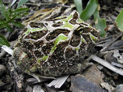 Ceratophrys cranwelli – Herpeto