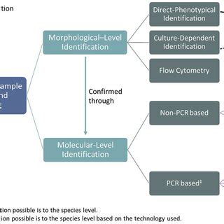 Various methods that can be utilized to identify microalgae in... | Download Scientific Diagram