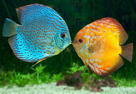 Two fish kissing stock photo. Image of photography, exotic - 28888804