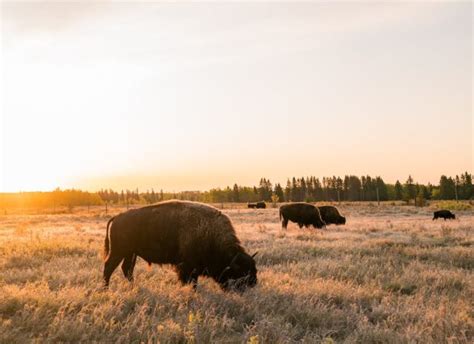 Wildlife Viewing | Things To Do | Travel Manitoba