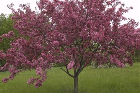 Adams Crabapple - Grasshopper Gardens