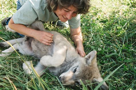 Wolf Puppies Are Adorable. Then Comes the Call of the Wild. - The New York Times