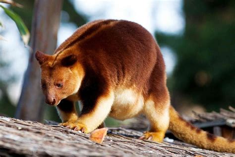 Giant kangaroos were more likely to walk than hop