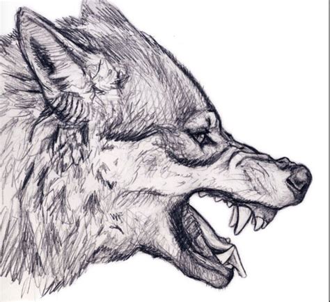 17+ cool drawing wolf - ArianneRae