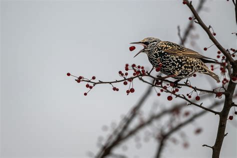 Hungry Sturnus vulgaris bird feeding with berries growing on tree in snowy park · Free Stock Photo