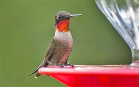 When to Expect Hummingbirds in Eastern North America? - Avian Report