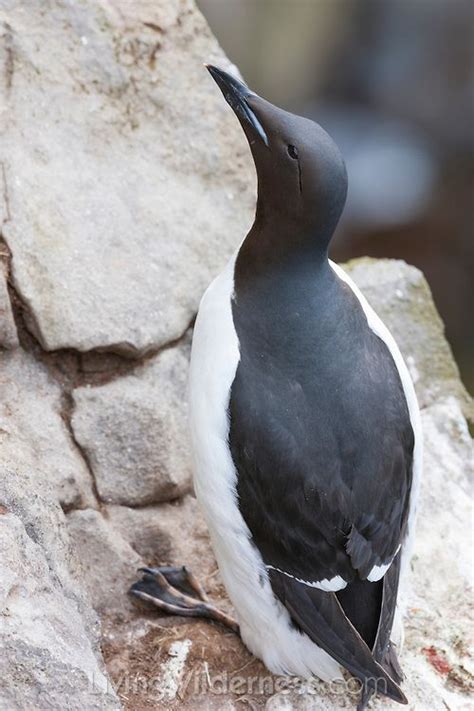 Guillemot-Nesting | Sea birds, Bird, Birds