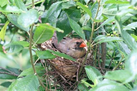 Crow's Nest: The Birds of Summer - Natural Lands