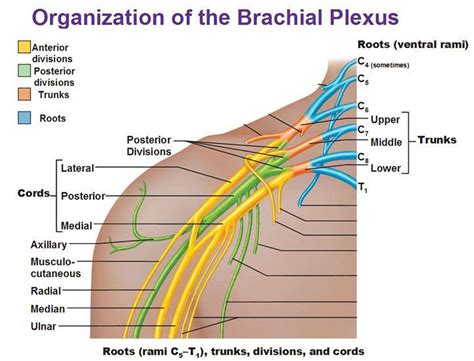 Where Is The Brachial Plexus Located