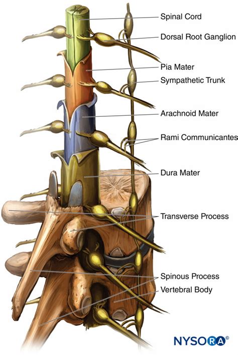 regional-anesthesia-Spinal-cord-with-meningeal-layers-dorsal-root-ganglia-and-the-sympathetic ...