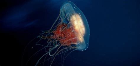 Giant jellyfish found on Australian beach | Unexplained Mysteries