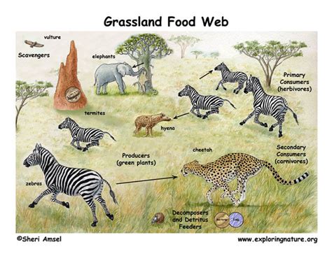 Wildlife - Savannas (Tropical Grasslands)