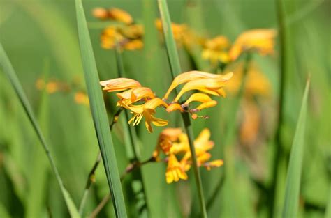 Crocosmias: Plant Care and Collection of Varieties - Garden.org