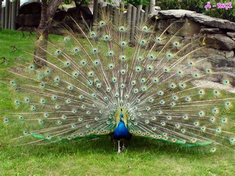 Very Sweet and Cute Animals: Peacock Wallpaper