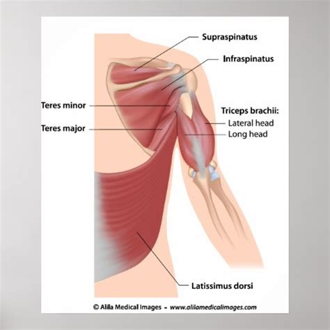 Muscles acting on the humerus, dorsal view labeled poster | Zazzle