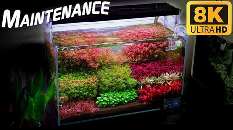 Planted Aquarium Maintenance | Planted aquarium, Aquarium maintenance, Aquarium