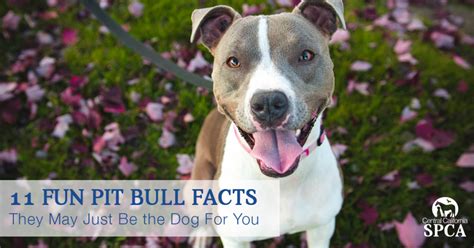 11-Fun-Pit-Bull-Facts – Central California SPCA, Fresno, CA