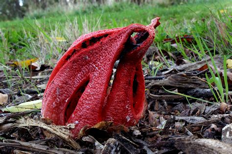 Free Images : nature, leaf, flower, horn, red, autumn, botany, flora, fungus, fungi ...