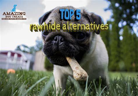 Top 5 Best Rawhide Alternatives for Dogs 2021 - Amazing Dog Treats