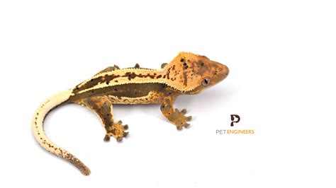 Crested Gecko Lifespan: How Long Do Crested Geckos Live in Today’s ...