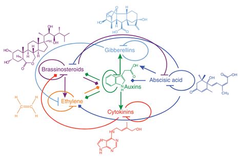 Plant Hormones: Shaping Growth, Development and Adaptation to Stress