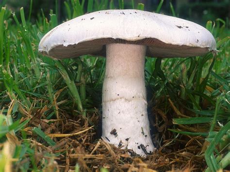 Agaricus campestris - Wikipedia