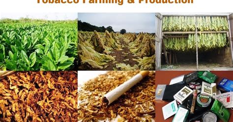 Business Ideas | Small Business Ideas: Tobacco Farming Business | Make Money by Tobacco Farm ...