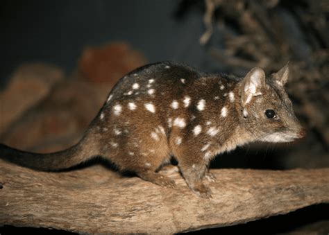 Quoll Facts: The Males Die After Only 1 Mating Season - Odd Facts