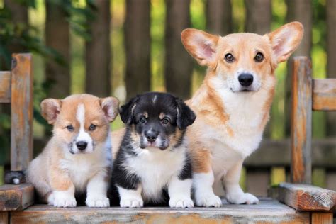 10 Best Corgi Breeders (2024): Our Top 10 Picks!