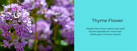 Thyme Flower - Health Benefits, Uses and Important Facts - PotsandPans India