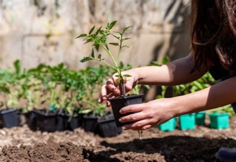 When And How To Transplant Tomato Seedlings (Why It's So Important)