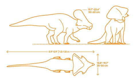 Protoceratops (Protoceratops andrewsi) Dimensions & Drawings | Dimensions.com