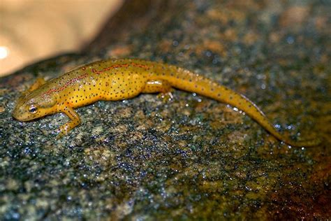 Newts: Facts and List of Types With Pictures | Amphibian Fact