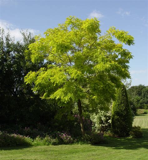 Black Locust | Gammon's Garden Center & Landscape Nursery