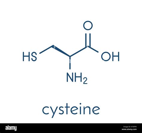 Cysteine (l-cysteine, Cys, C) amino acid molecule. Skeletal formula Stock Vector Art ...