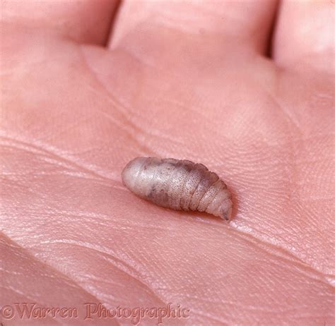 Tumbu Fly maggot photo WP06912