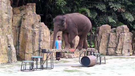 Chimelong Safari Park Elephants - YouTube