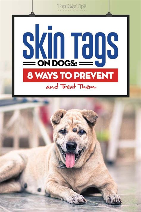 Skin Tags on Dogs: How to Prevent and Remove Them | Skin tags on dogs ...